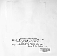 Peronospora lamii image